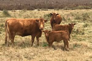 A partir del 1º de enero de 2025 ningún ternero o ternera se podría movilizar sin la identificación electrónica