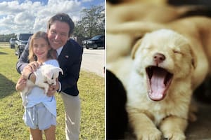 Nueva ley de Ron DeSantis: desde 2026 Florida tendrá una base de datos sobre dueños y mascotas
