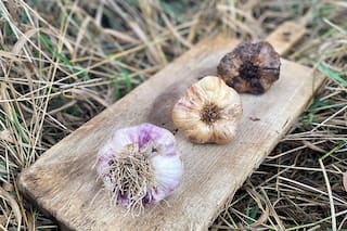 Por qué el mejor momento para plantar ajos es ahora