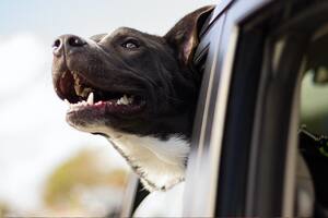 El proyecto de ley que podría afectar a quienes tienen perro y auto