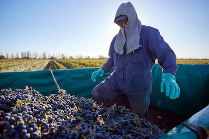 La actividad vitivinícola está en el dólar agro