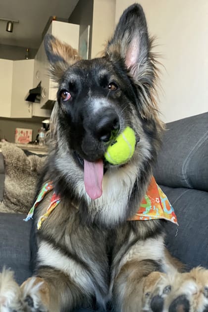 Brodi es una mezcla de Pastor Alemán y Border Collie. Crédito: New York Post