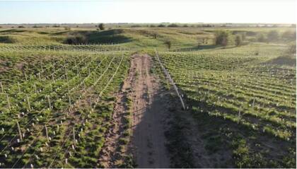 A pesar de las dificultades iniciales, como pérdidas de plantas debido a heladas, el proyecto avanzó, y en 2024 completaron dos hectáreas restantes