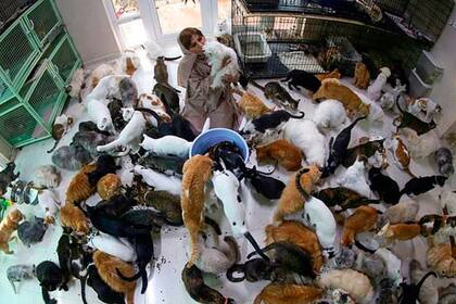A pesar de las quejas de los vecinos y el aumento de los gastos, la omaní Maryam al-Balushi ha creado una colección de 480 gatos y 12 perros. Ella dice que sus mascotas son mejores compañeros que los humanos