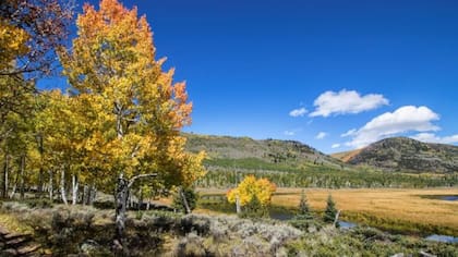 A pesar de los años, Pando logró sobrevivir a los diversos factores que lo amenazan