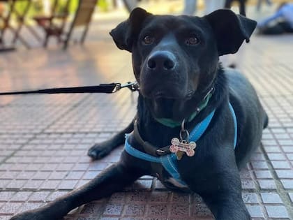 A pesar de los pronósticos, Tigre salió adelante poco a poco.