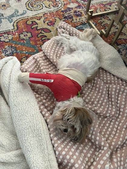 A pesar de que Binx frenó el ataque, Oakley fue herida por los coyotes