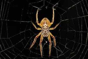 A pesar de que cotidianamente las arañas inspiran miedo y rechazo en la mayoría de las personas, los significados de soñar con arañas tienen, en líneas generales, una connotación positiva
