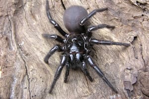 Hallan una araña venenosa gigante en Australia y la llaman “Hércules”: cuáles son sus características