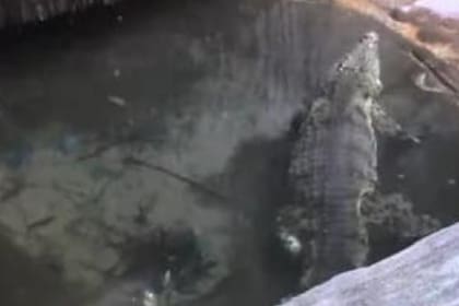 A pesar de que no se pudo verificar la autenticidad de la imagen, varios medios la utilizaron como posible evidencia