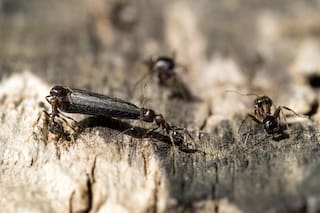 Las plantas se están quedando sin animales que dispersen sus semillas