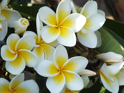 A pesar de ser oriunda de Centroamérica, la flor de la plumeria logró afianzarse en la cultura hawaiana
