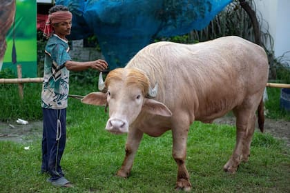 A pesar de ser un atractivo turístico, el animal será sacrificado