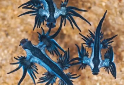 A pesar de su tamaño diminuto, los dragones marinos azules poseen un veneno eficaz (Archivo)