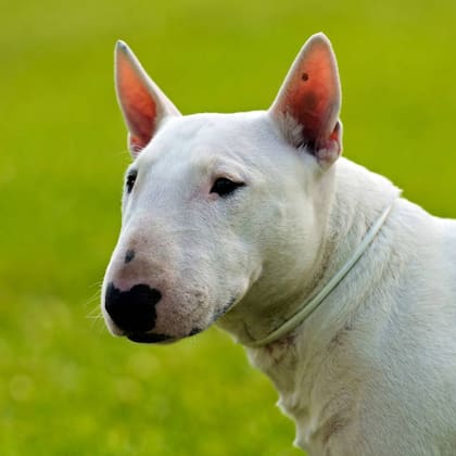 A pesar de un aspecto atemorizador, los Bull Terriers son cariñosos con su familia