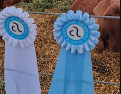 A pesar del crecimiento, Tejeda mantiene una fuerte autocrítica sobre su desempeño en las pistas. “Considero que tengo muy buena genética, pero me faltaba organización para llegar con toros mejor preparados a las exposiciones”, reconoce