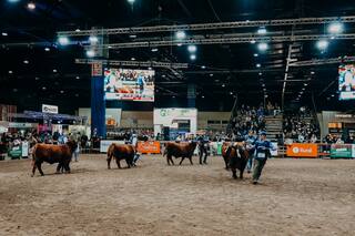 La pista de jura de la raza, convertida en una Fórmula 1 de la ganadería