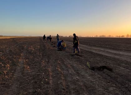 A pleno, la gente de Fortín Quieto plantando los robles y las encinas