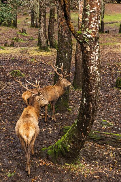 A pocos metros del hotel Nothofagus se ubica el Bosque de los Ciervos