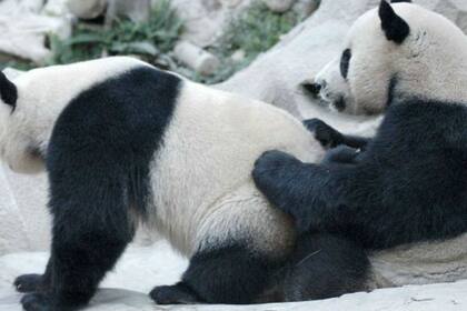 A primera vista, las relaciones homosexuales entre animales no parecen tener sentido. Pero, la naturaleza demuestra que no es así