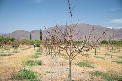 A principios de la primavera, los nogales –todavía desnudos– resaltan con su corteza blanquecina en el imponente paisaje de Cachi Adentro.