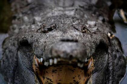 A principios del siglo XX, los caimanes del Orinoco fueron cazados de manera masiva tanto en Venezuela como Colombia por su piel.