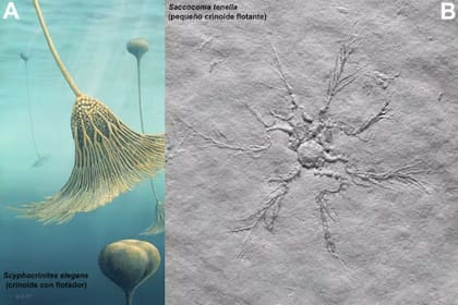 A: reconstrucción del crinoideo cosmopolita Scyphocrinites elegans, que vivió entre finales del Silúrico y comienzos del Devónico, cuya columna pudo terminar en una cámara bulbosa flotadora (identificada inicialmente como un género diferente, Carolicrinus). Imagen de BizleyArt. B: fósil de Saccocoma tenella del Jurásico