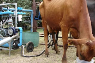 Le robaron la máquina de ordeñe y otros tamberos hacen una colecta para ayudarlo