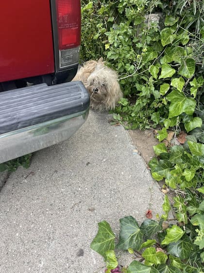 A Royce lo abandonaron durante un terremoto.