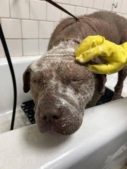 A Sadie Rose el veterinario le diagnosticó un caso grave de sarna.