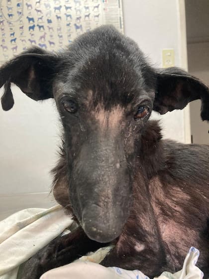 A Simba le calcularon entre ocho y diez años.