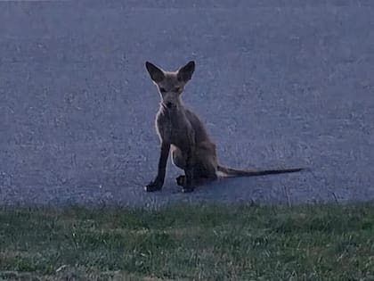 A simple vista parecía un perro y estaba muy delgado, mostraba una preocupante condición cutánea.