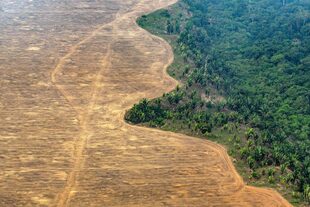 La selva tropical en la región amazónica de Brasil está sufriendo los efectos del cambio climático