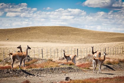 A sus anchas, guanacos al borde de la ruta, una postal muy habitual por la falta de tránsito.