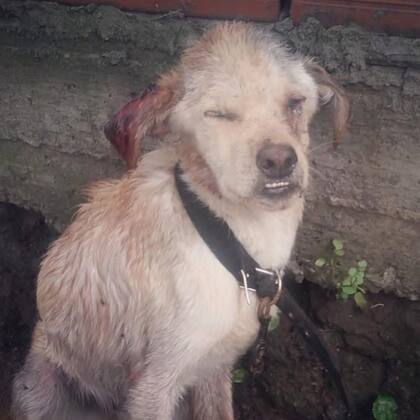 A Thomas lo encontraron con una cadena atada al cuello.