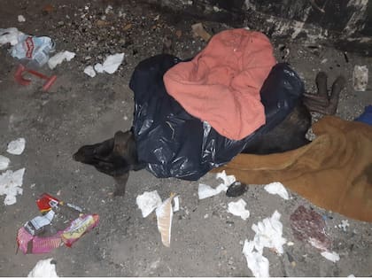 A Tigre lo encontraron en una bolsa de basura, estaba al borde de la muerte.