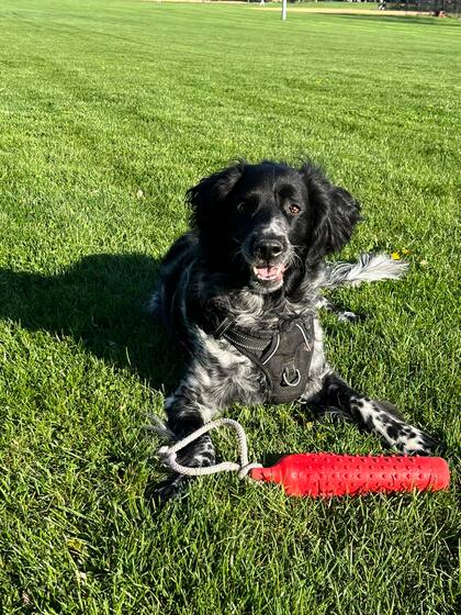 A través de Facebook, la pareja comenzó con la búsqueda de Pixel luego de que la robaran en el vecindario de West Town, en Chicago