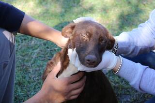 Perros que ayudan a los chicos a generar habilidades emocionales