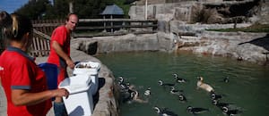 La quiebra de un acuario deja a más de 60 pingüinos y lobos marinos en manos de la Justicia