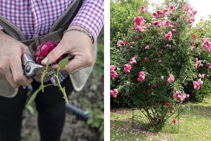 A veces, el lugar más íntimo de una casa no está bajo techo, sino junto a un rosal con historia