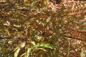 Majestuosos relojes de la existencia