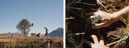 AAP tiene más proyectos de plantaciones en Buenos Aires, Chubut y Salta