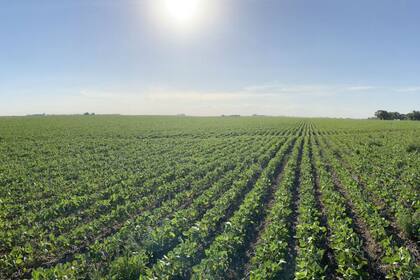 Alfredo Paseyro, gerente general de la Asociación de Semilleros Argentinos (ASA), también remarcó la importancia de contar con la ley