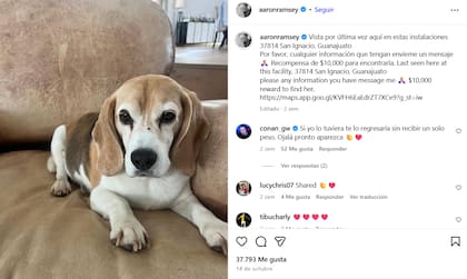 Aaron inició la búsqueda de su perra en redes sociales