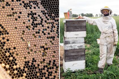 Abeja obrera sobre un cuadro de cría y polen. Se trabaja con medias alzas, que son cajones más chicos que facilitan la cosecha.