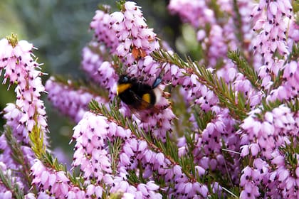 Abejorro exótico de la Patagonia, Bombus terrestris, Introducido en Argentina via Chile. Nativo de Europa