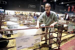 Exposición Rural de Palermo: una raza ovina exhibe ejemplares con genética inglesa luego de casi 50 años