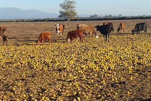 Sus vacas comen miles de kilos de limones que desechan otros productores