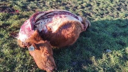 Abigeato en Olavarría