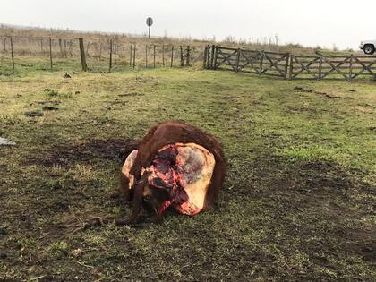 Abigeato en Olavarría